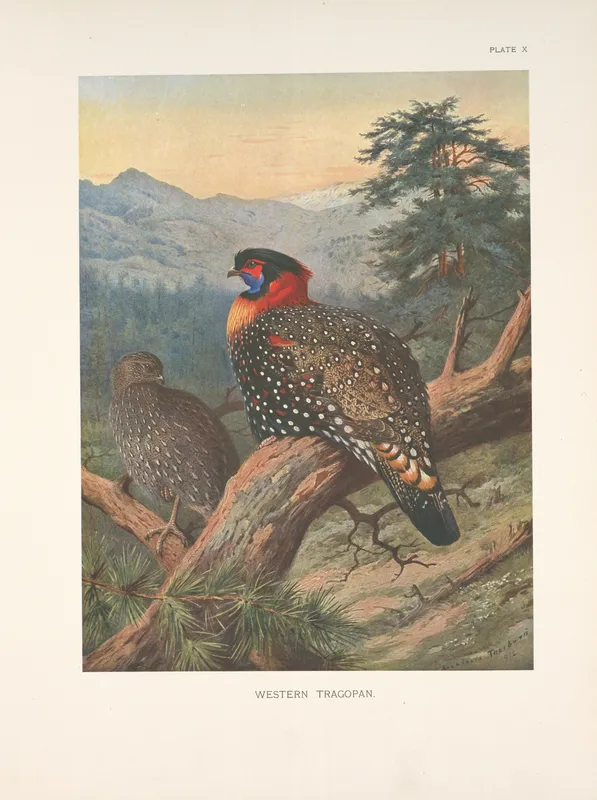 Western Tragopan (Tragopan melanocephalus). (1918-1922) by Archibald Thorburn
